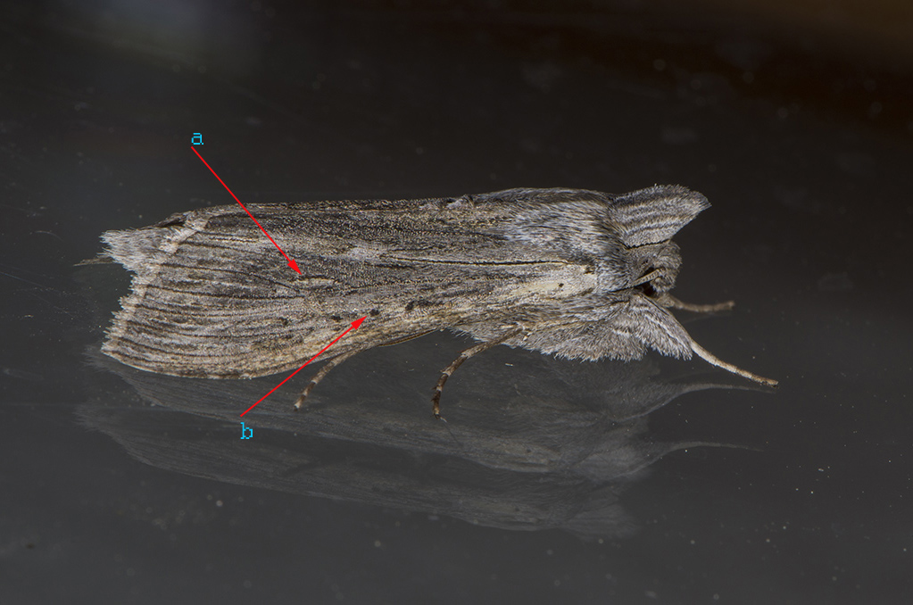 Riconoscimento Noctuidae - Cucullia calendulae